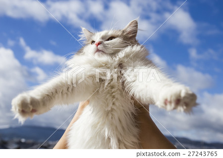 Cat and sky 27243765