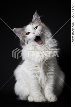 Norwegian Forest Cat Norwegian Forest Cat 27243770