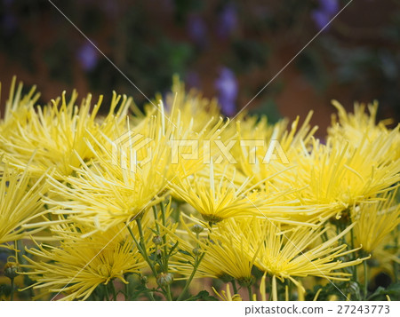 菊花 菊花 27243773