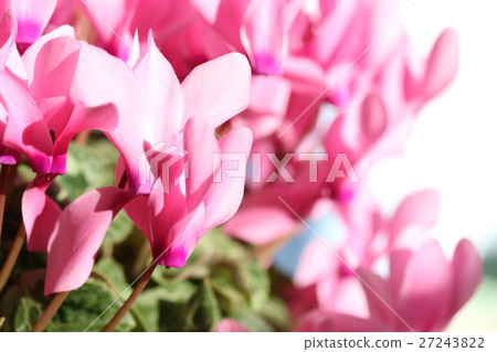 仙客來 仙客來 27243822