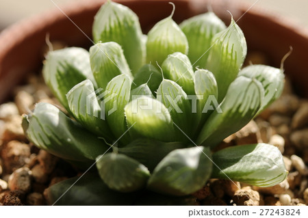 Haorthia / Obtoosa Haorthia / Obtoosa 27243824