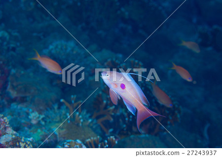 Spinach Spinach 27243937