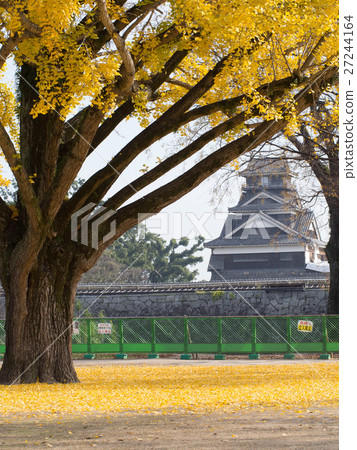 Kumamoto Castle Udo Tower and Ginkgo 27244164