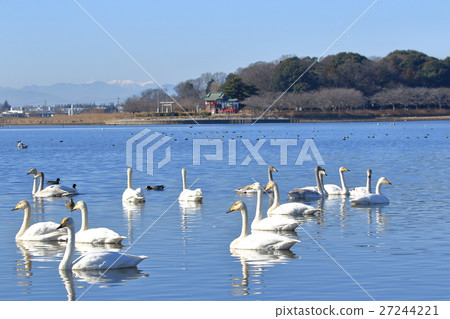 Wild birds of Tama arno Wild birds of Tama arno 27244221