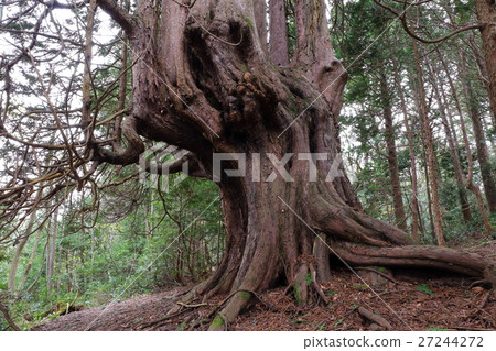 Twelve youth trees Twelve youth trees 27244272