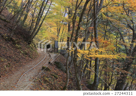 Nishizawa Valley (Forest Road of Inbound / Nishizawa Forest Orbit Track) 27244311