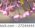 Kawazu cherry tree (closeup) 27244444
