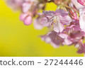Kawazu Sakura (rape blossom background) 27244446