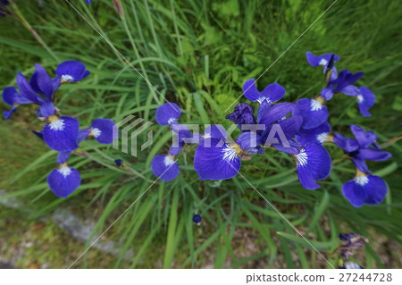 Crunchy Crunchy 27244728