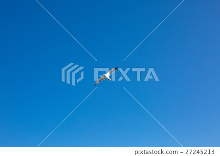 海鷗 海鷗 27245213