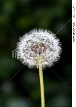 Blowballs. Dandelions in the grass Blowballs. Dandelions in the grass 27245249