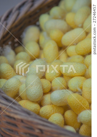 Natural yellow cocoon or silkworm nets. 27246457