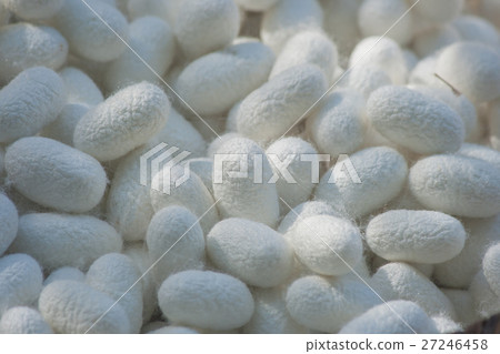 Natural white cocoon or silkworm nets. 27246458