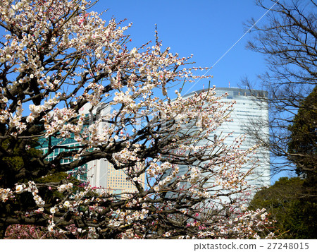 東京中央區Hama Rikyu皇家花園(二月)的梅花和摩天大樓 東京中央區Hama Rikyu皇家花園(二月)的梅花和摩天大樓 27248015