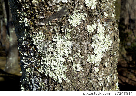 Bark and lichens Bark and lichens 27248814