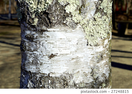 White birch and lichens White birch and lichens 27248815