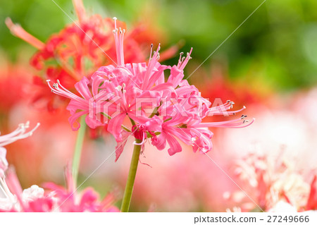 Diamond Lily 27249666