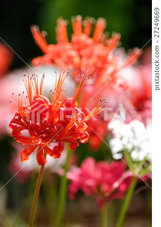 Diamond Lily Diamond Lily 27249669