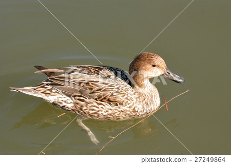 鴨 鴨 27249864