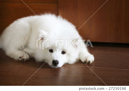 Little samoyed store