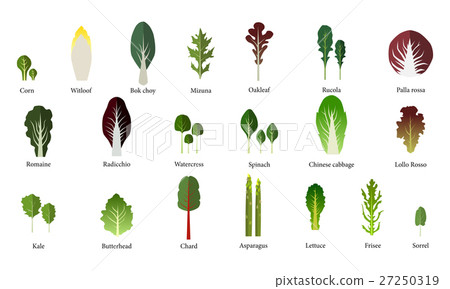 Set of salad bowl. Leafy vegetables green. Vector 27250319