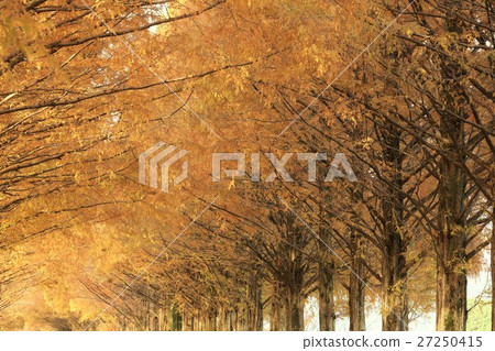 在滋賀縣 在滋賀縣 27250415