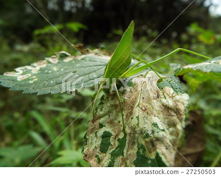 Sesujitsuyumushi Sesujitsuyumushi 27250503