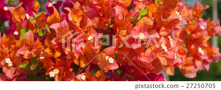 Flower Flower 27250705