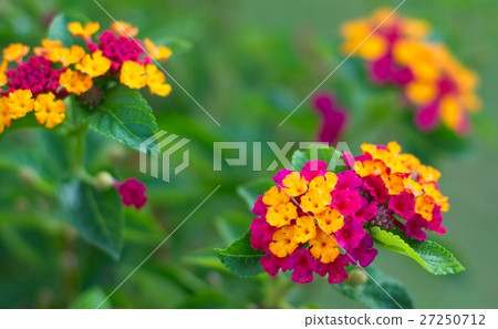 Flower 27250712