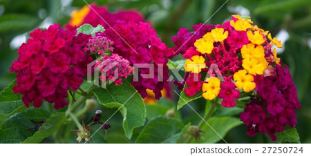 Flower Flower 27250724