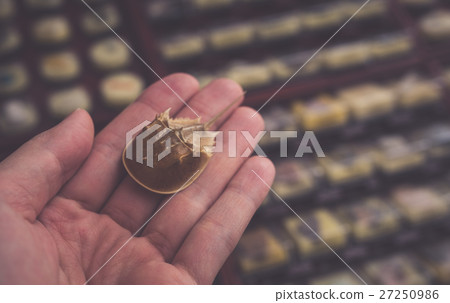 Horseshoe crab Horseshoe crab 27250986