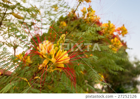 Caesalpinia gilliesii, common name Caesalpinia gilliesii, common name 27252126