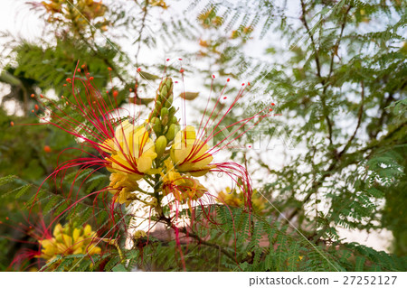 common name - Bird of Paradise flower common name - Bird of Paradise flower 27252127