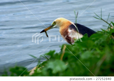 Javan Pond heron (Ardeola speciosa) 27252840
