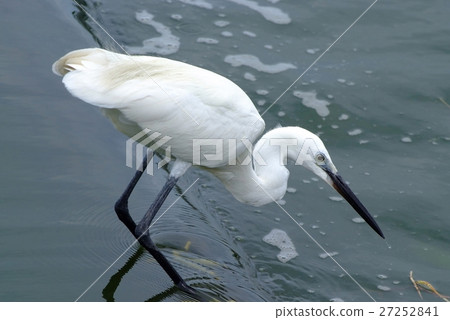 Little Egret 27252841