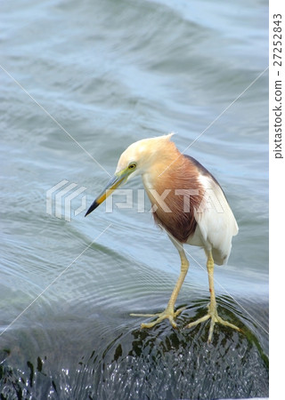 Javan Pond heron (Ardeola speciosa) 27252843