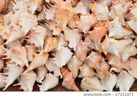 Seashell 27252871
