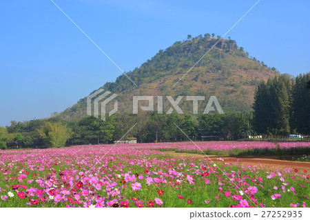 The cosmos flower field The cosmos flower field 27252935