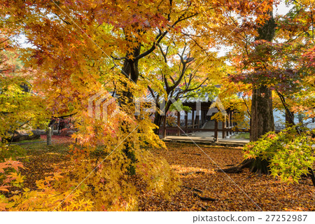 Autumn color leaves in Japan 27252987