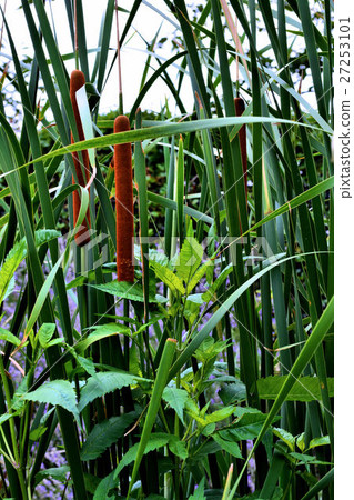  Akane no Ho 27253101