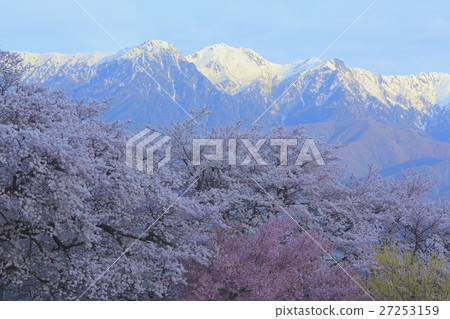 Cherry blossoms and snowy mountains Cherry blossoms and snowy mountains 27253159