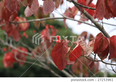 Fall of a monarch 27253961