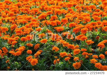 Daisy chrysanthemums background Daisy chrysanthemums background 27254470