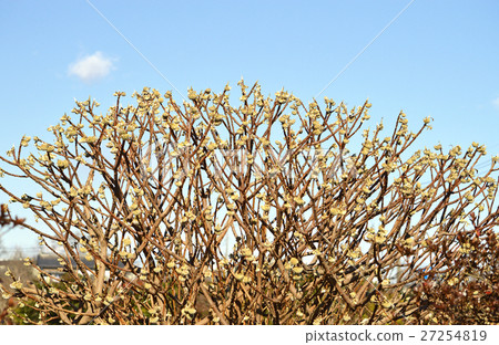 Mitsumata的芽（12月） 27254819