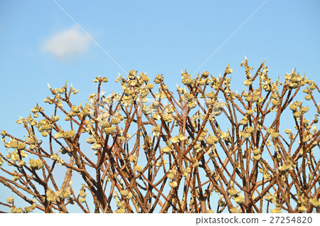 Mitsumata的芽（12月） 27254820