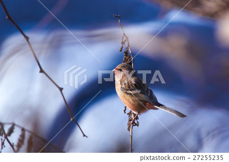 Benimasiko早餐 27255235