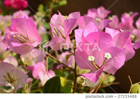 Pink Bougaville flowers Pink Bougaville flowers 27255488