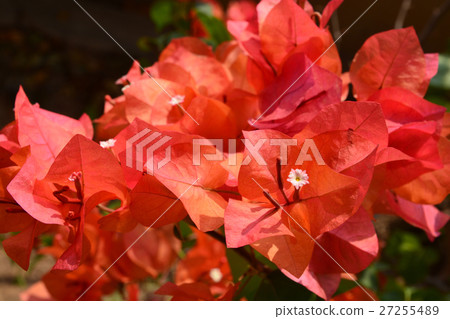 Bougaville flowers Bougaville flowers 27255489