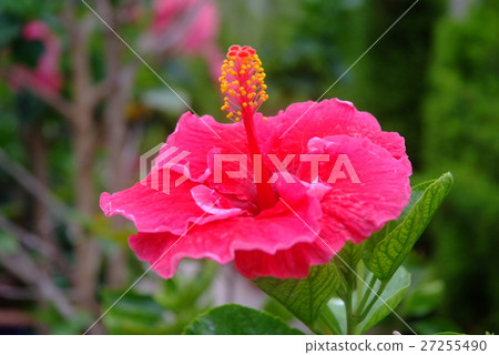 Hibiscus Flower (Sweet Heart) Hibiscus Flower (Sweet Heart) 27255490