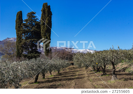The olive grove 27255605